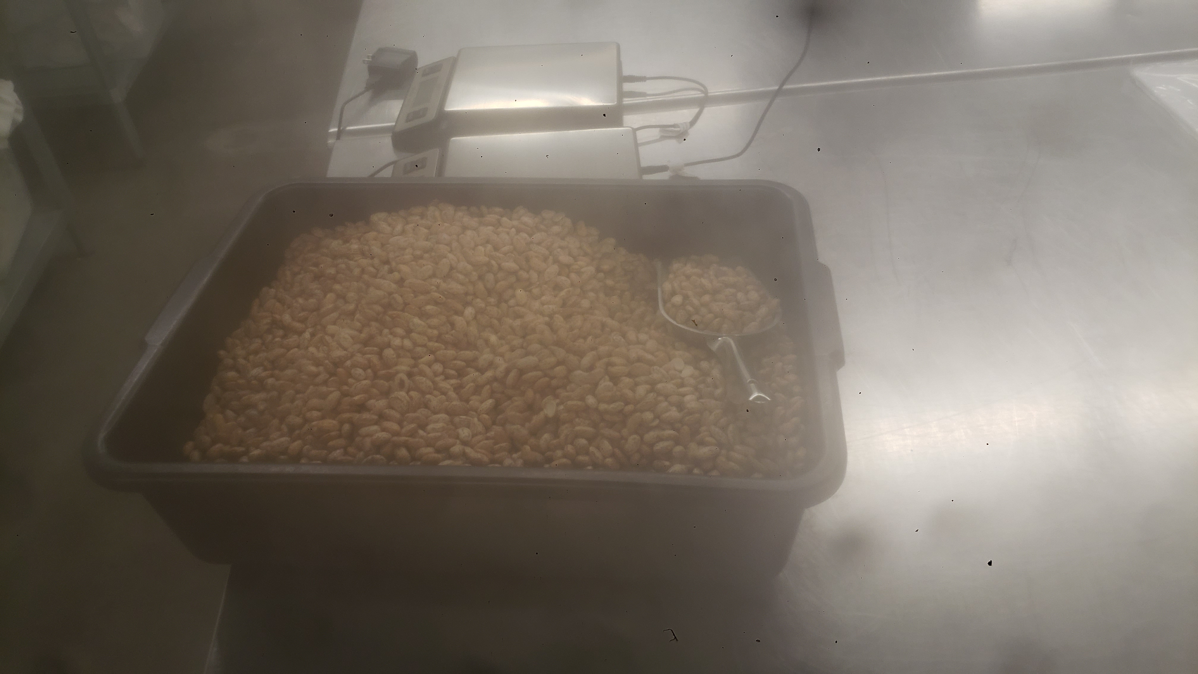Plastic tub full of pinto beans with scooper next to weight scales.